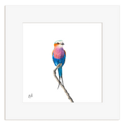 Lilac Breasted Roller - LBR4