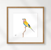 Lilac Breasted Roller - LBR5