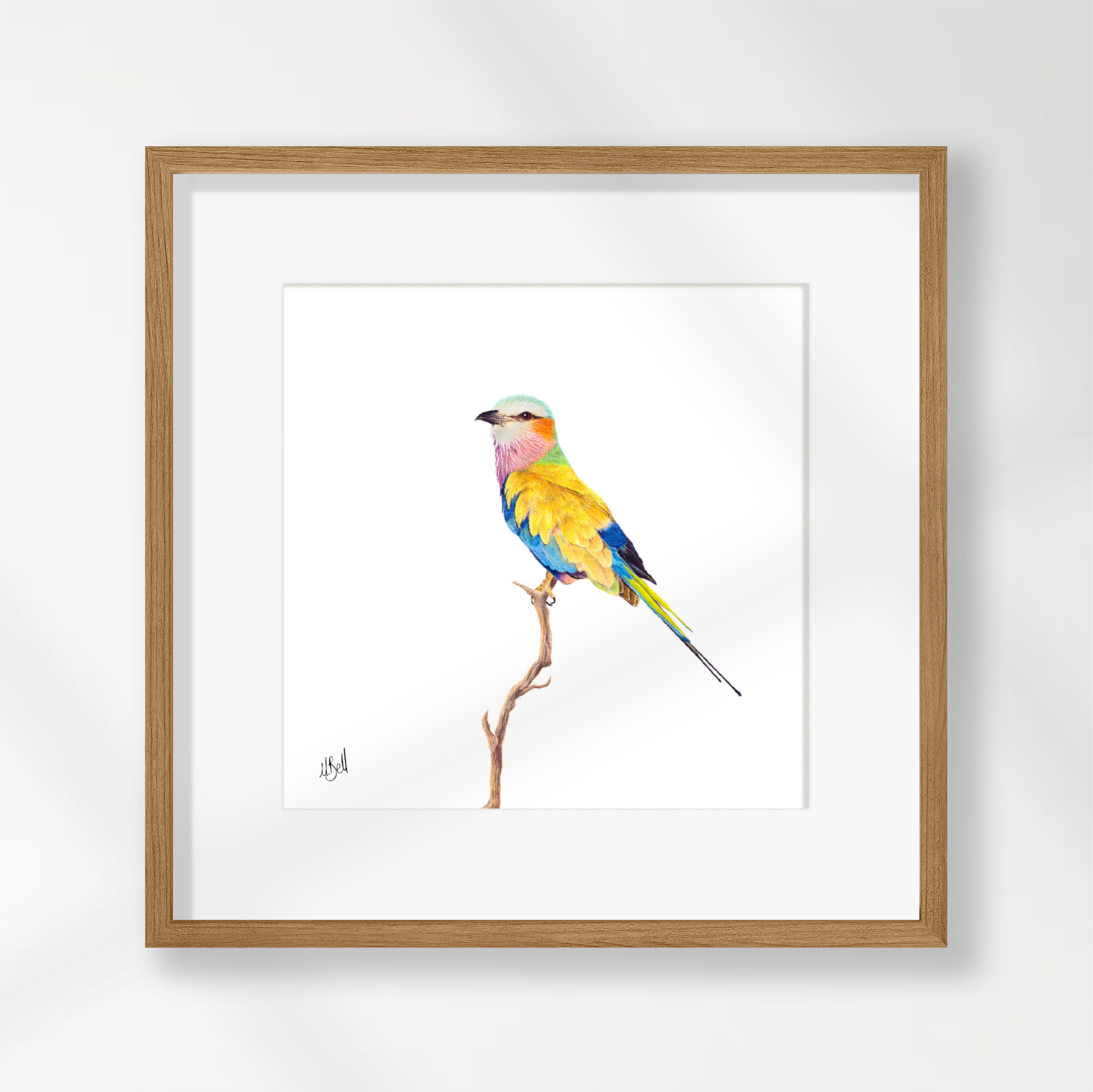 Lilac Breasted Roller - LBR5