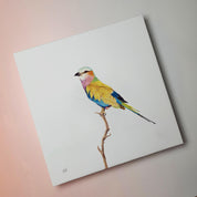 South African bird artwork on canvas, stretched on wooden frame by wildlife artist Matthew Bell of a Lilac Breasted Roller in the Kruger National Park