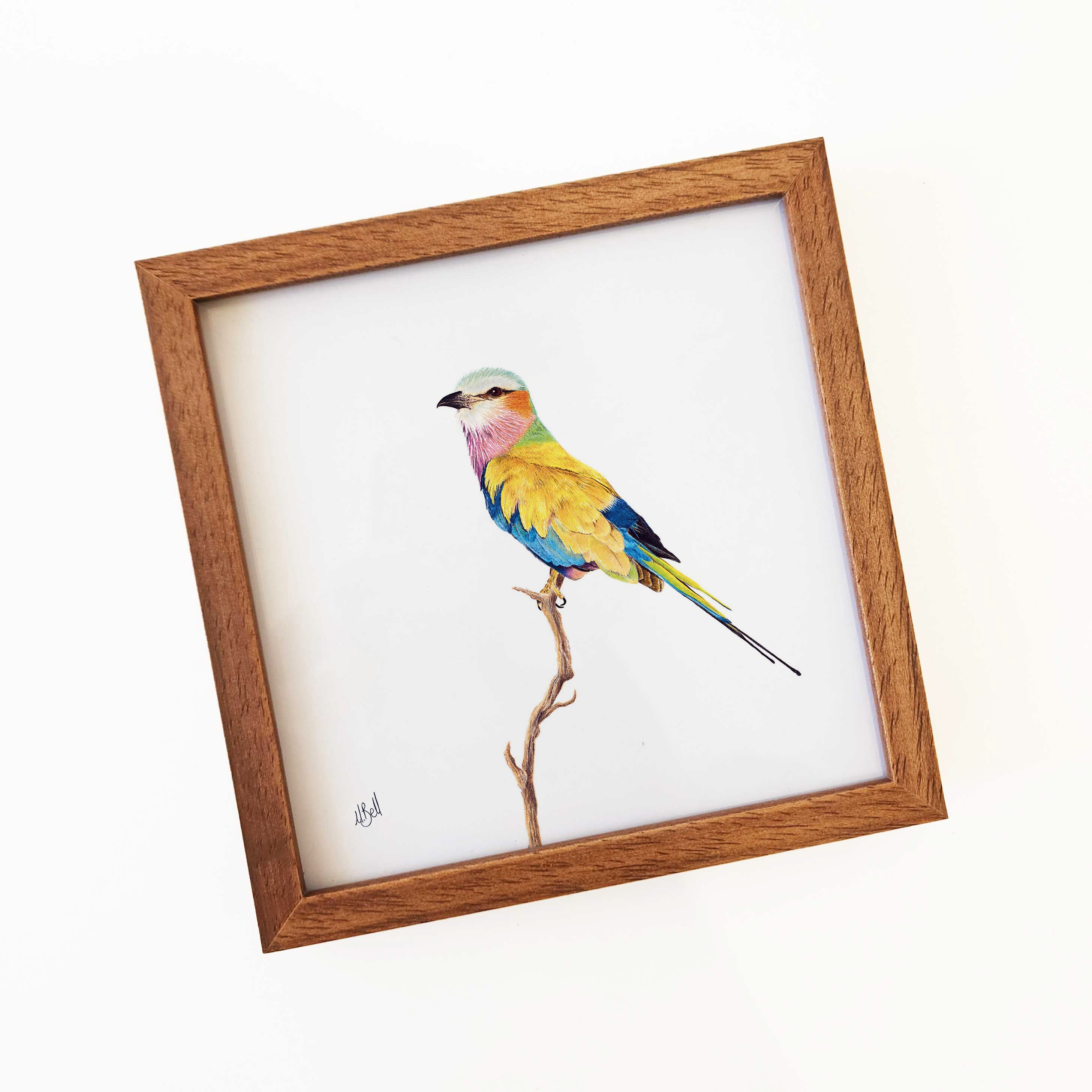 Kiaat wood framed miniature artwork of a Lilac Breasted Roller, part of wildlife artist Matthew Bell's birds of South Africa gallery