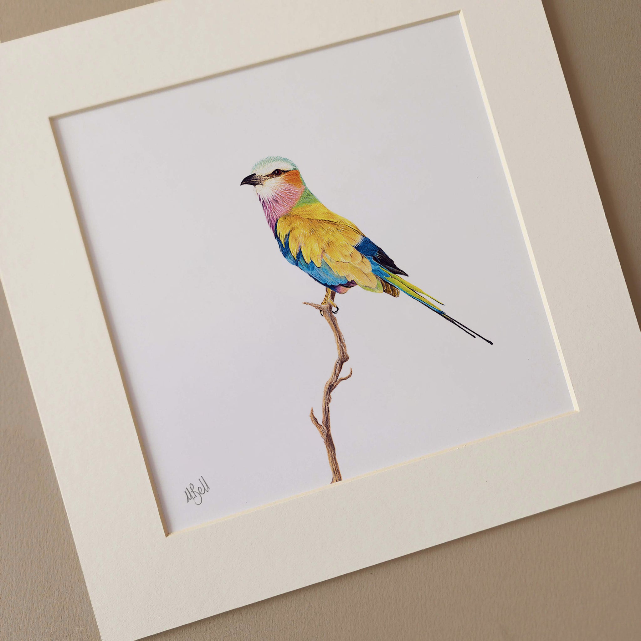 Lilac Breasted Roller drawing by Matthew Bell