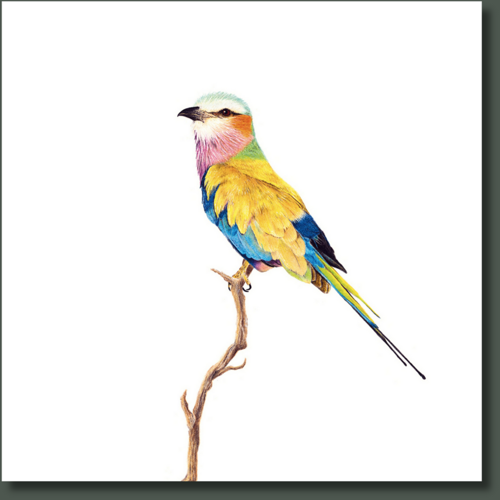 South African bird artwork on canvas, stretched on wooden frame by wildlife artist Matthew Bell of a Lilac Breasted Roller in the Kruger National Park