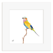 Lilac Breasted Roller - LBR5