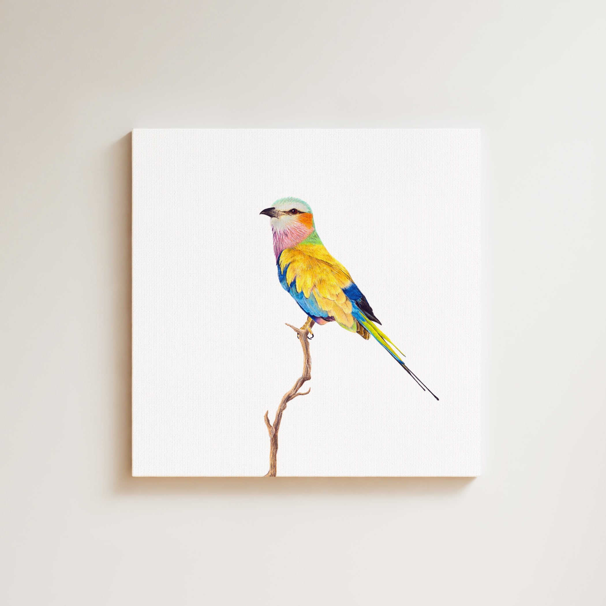 Lilac Breasted Roller drawing on canvas by South African wildlife artist Matthew Bell