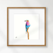 Lilac Breasted Roller - LBR6