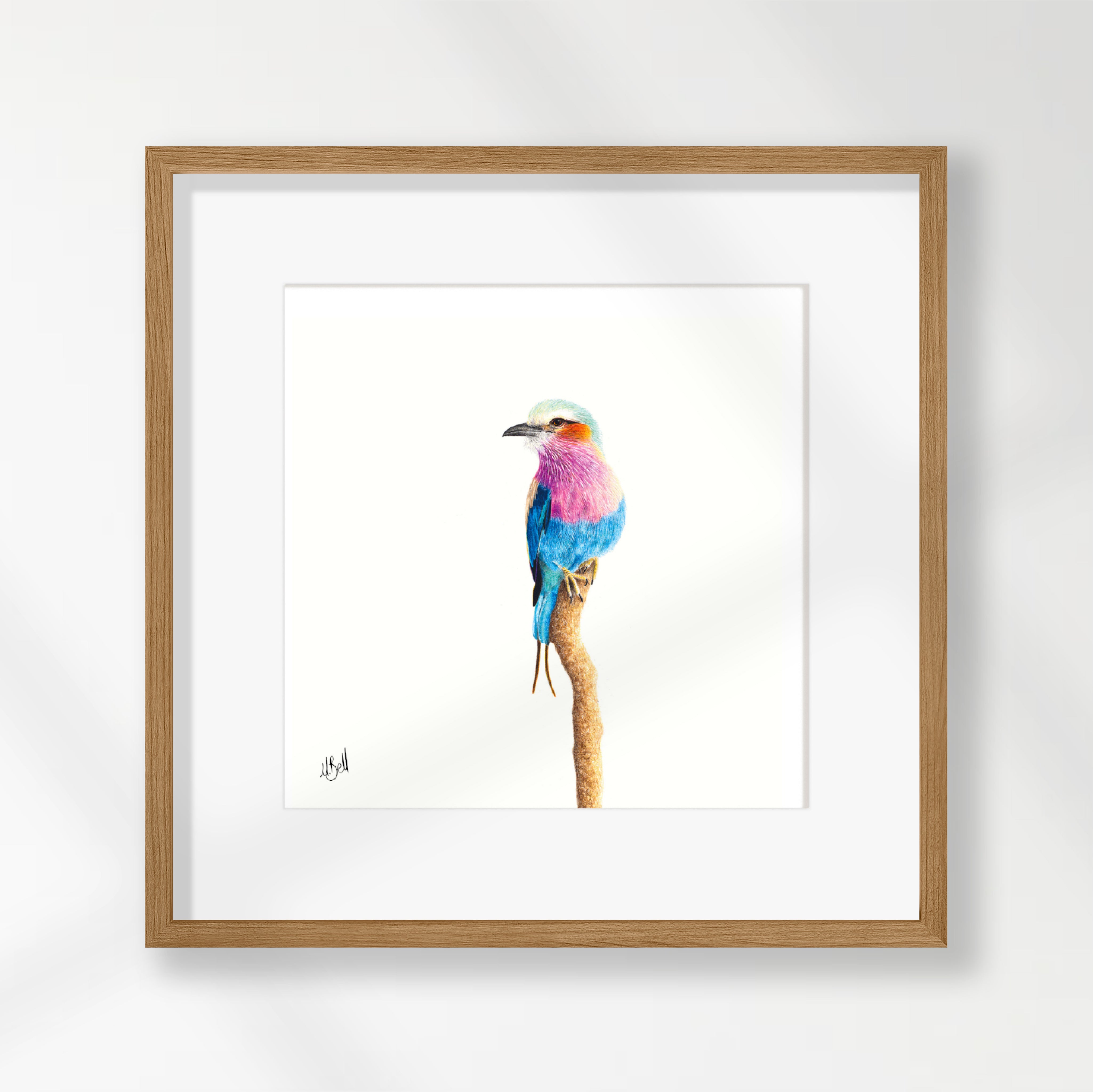 Lilac Breasted Roller - LBR6