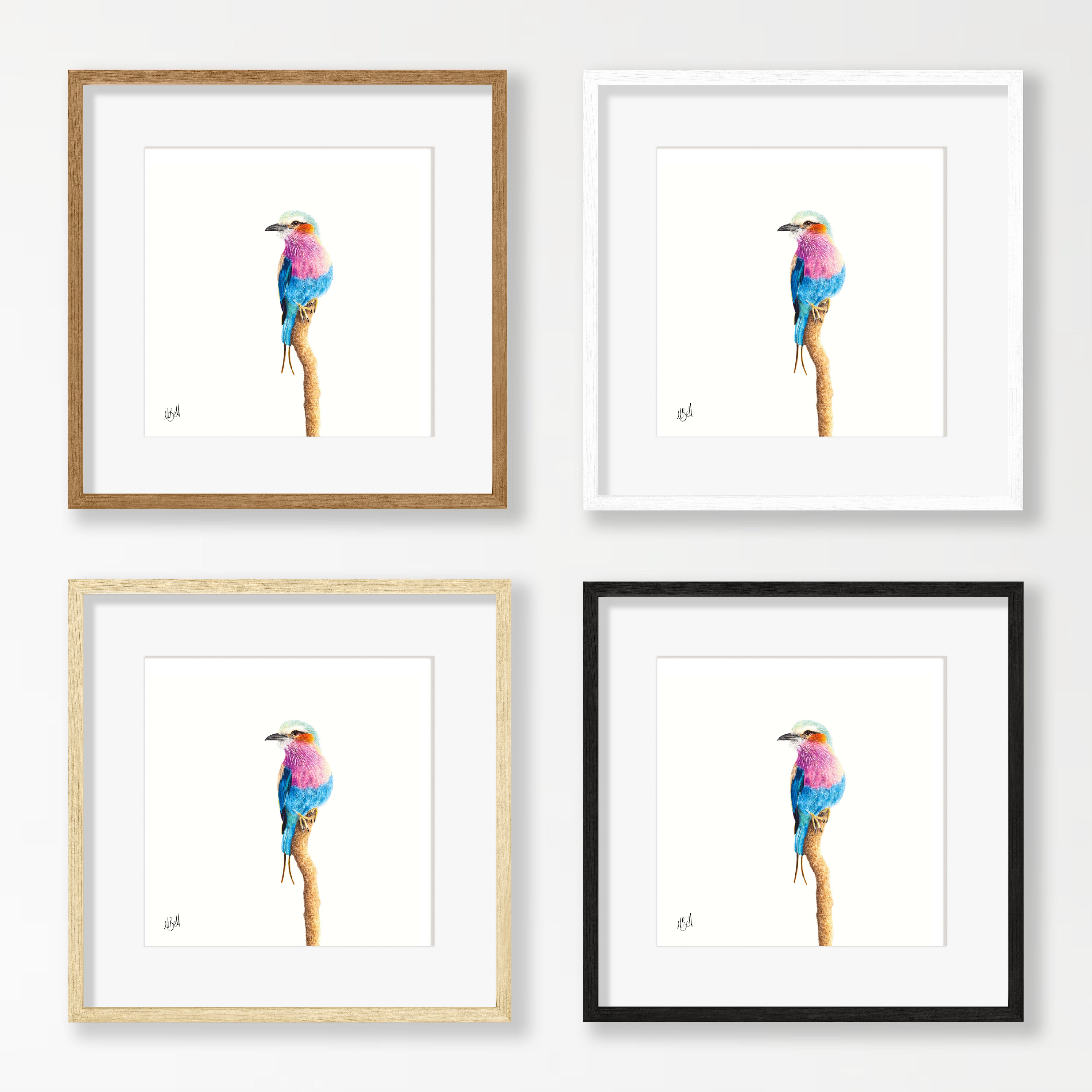 Lilac Breasted Roller - LBR6