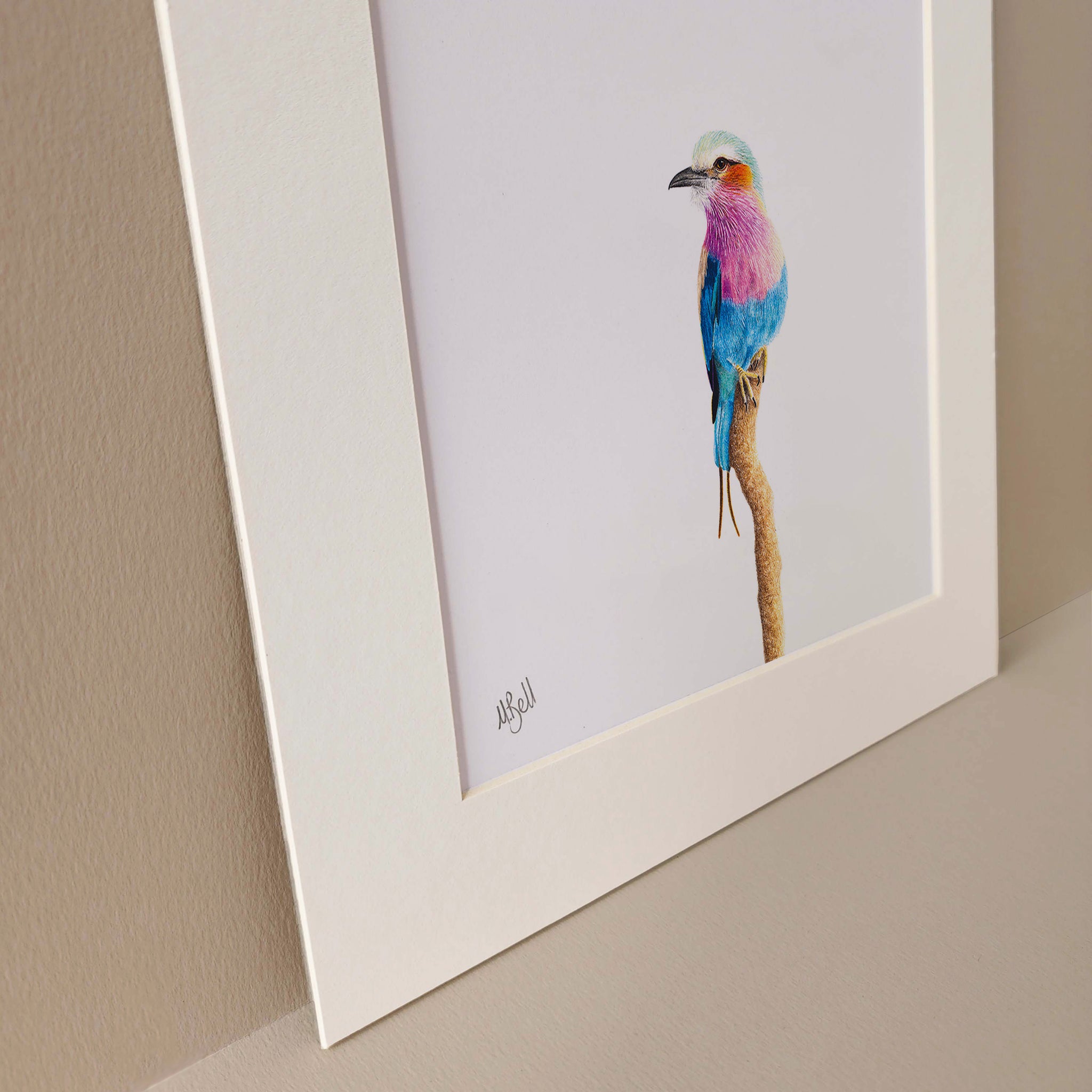 Lilac Breasted Roller pencil drawing by South African bird artist Matthew Bell