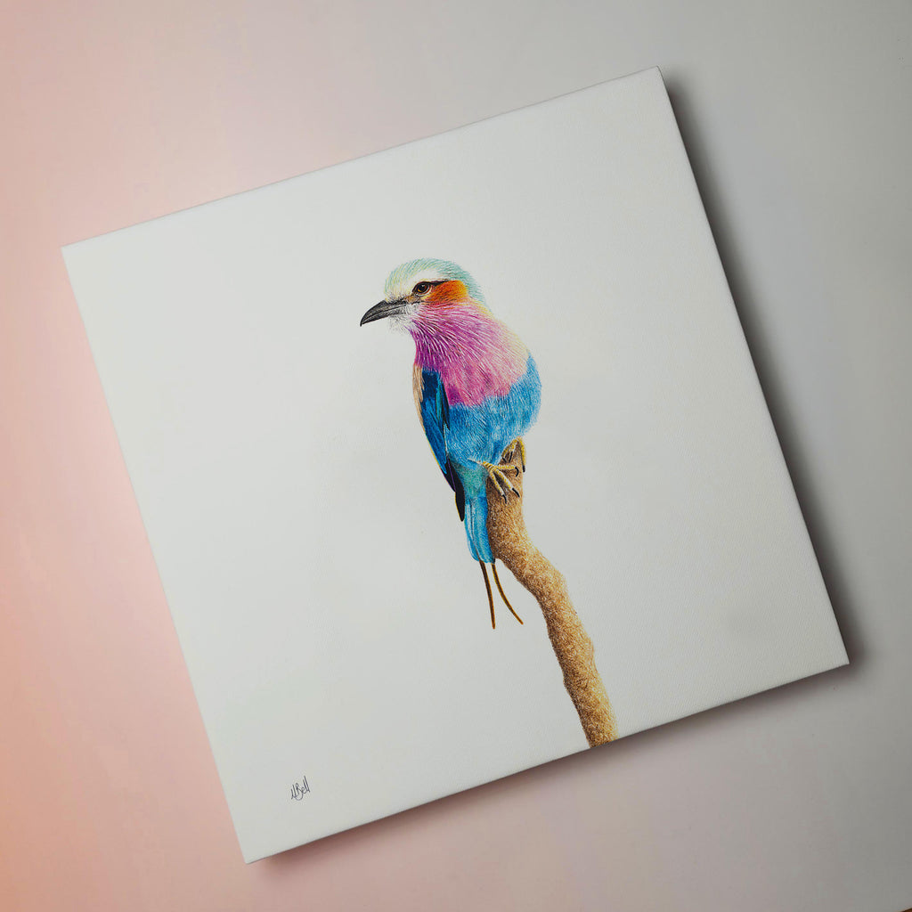 Pencil artwork on canvas stretched of a Lilac Breasted Roller