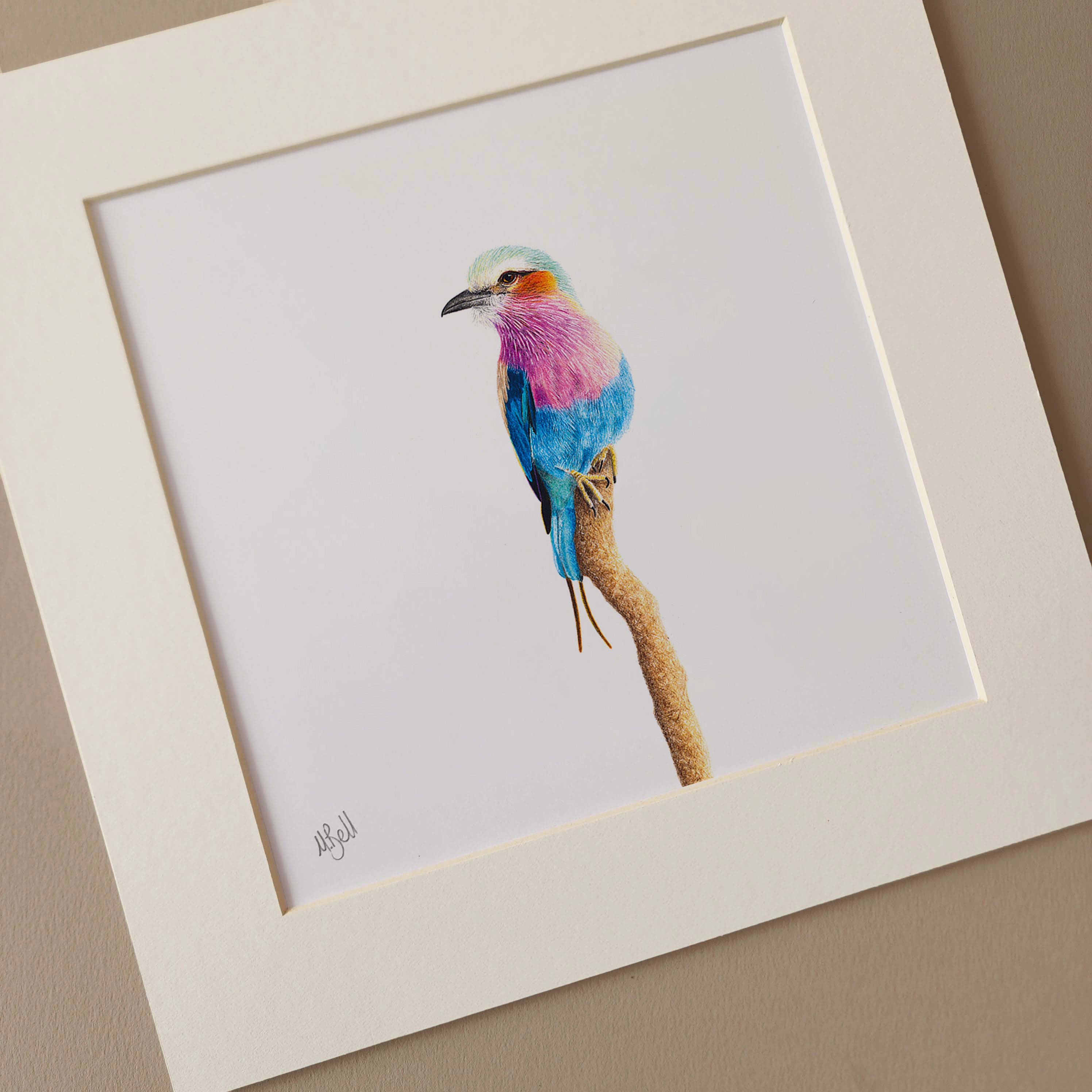 Lilac Breasted Roller pencil drawing by South African bird artist Matthew Bell