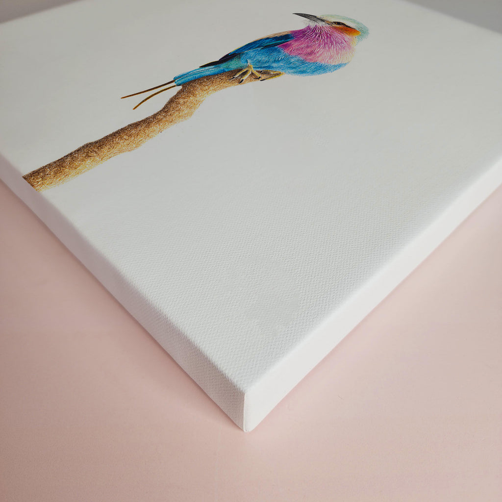 Pencil artwork on canvas stretched of a Lilac Breasted Roller