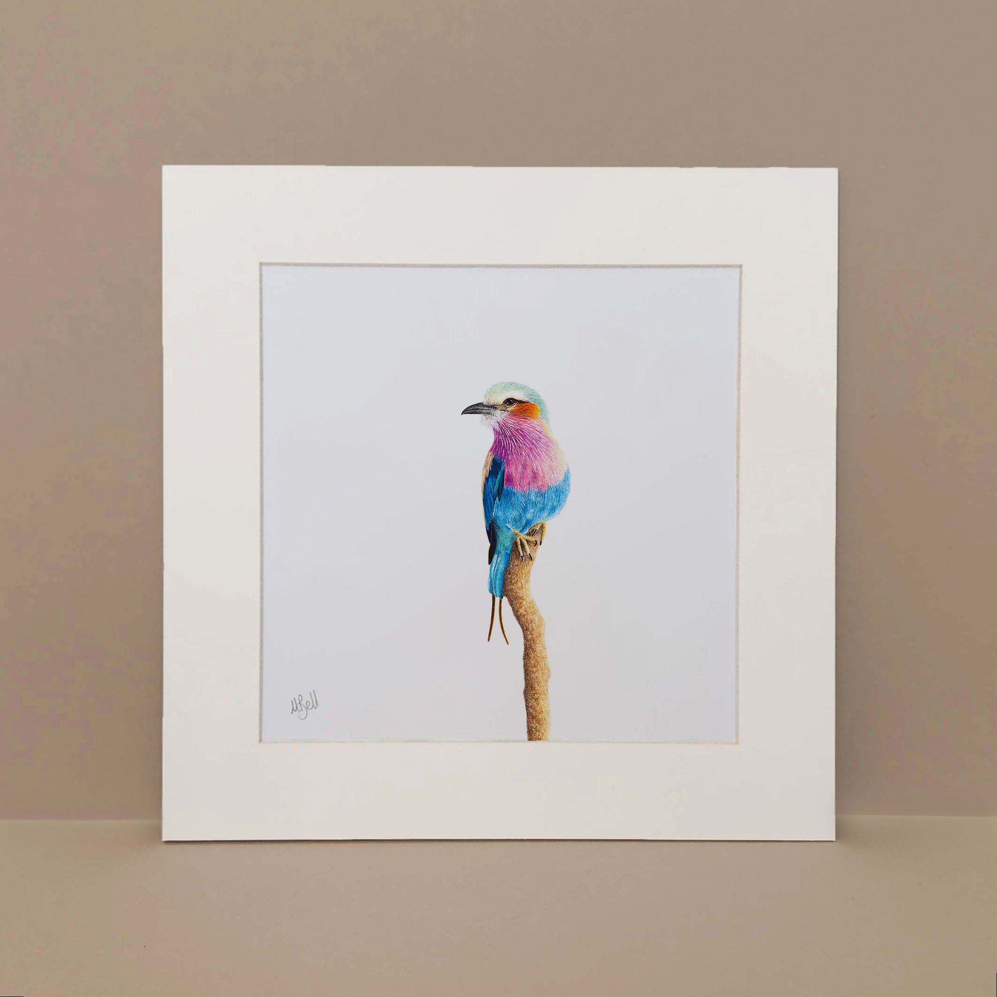 Lilac Breasted Roller pencil drawing by South African bird artist Matthew Bell