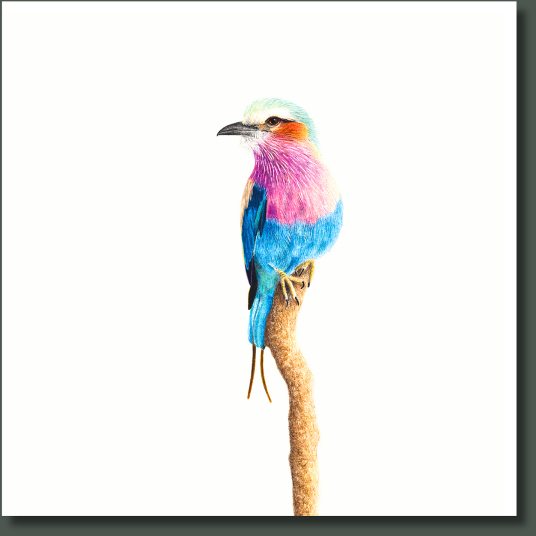 Lilac Breasted Roller (LBR6) on Canvas