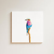 Lilac Breasted Roller drawing on canvas by South African wildlife artist Matthew Bell