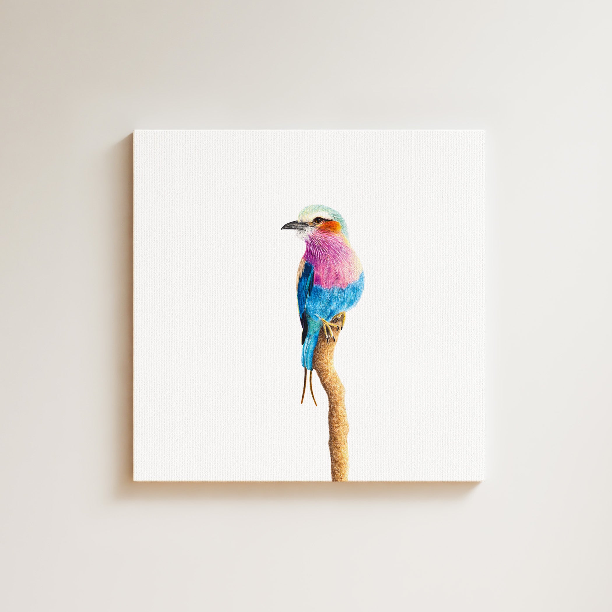 Lilac Breasted Roller drawing on canvas by South African wildlife artist Matthew Bell