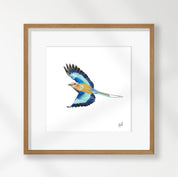 Lilac Breasted Roller - LBR7