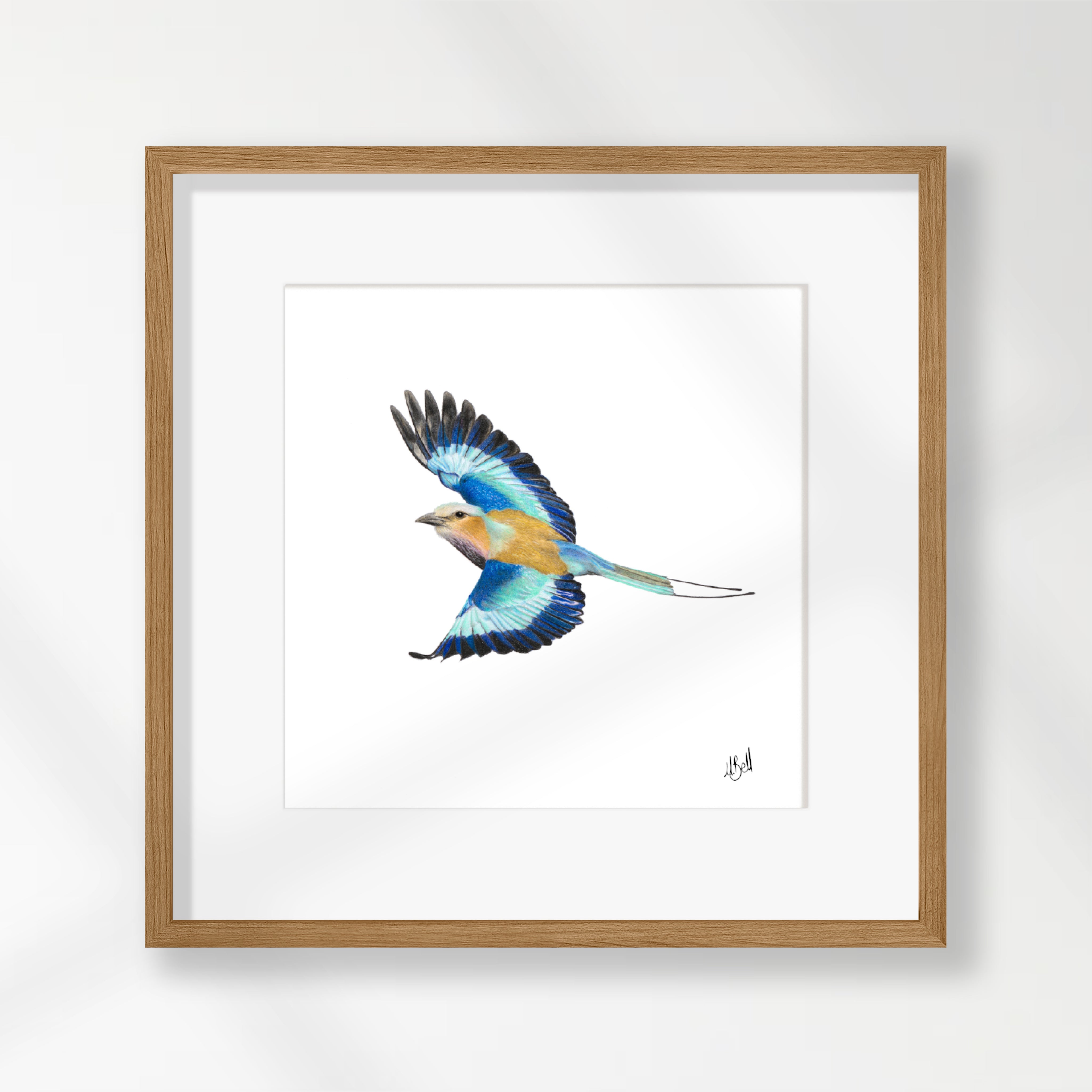 Lilac Breasted Roller - LBR7