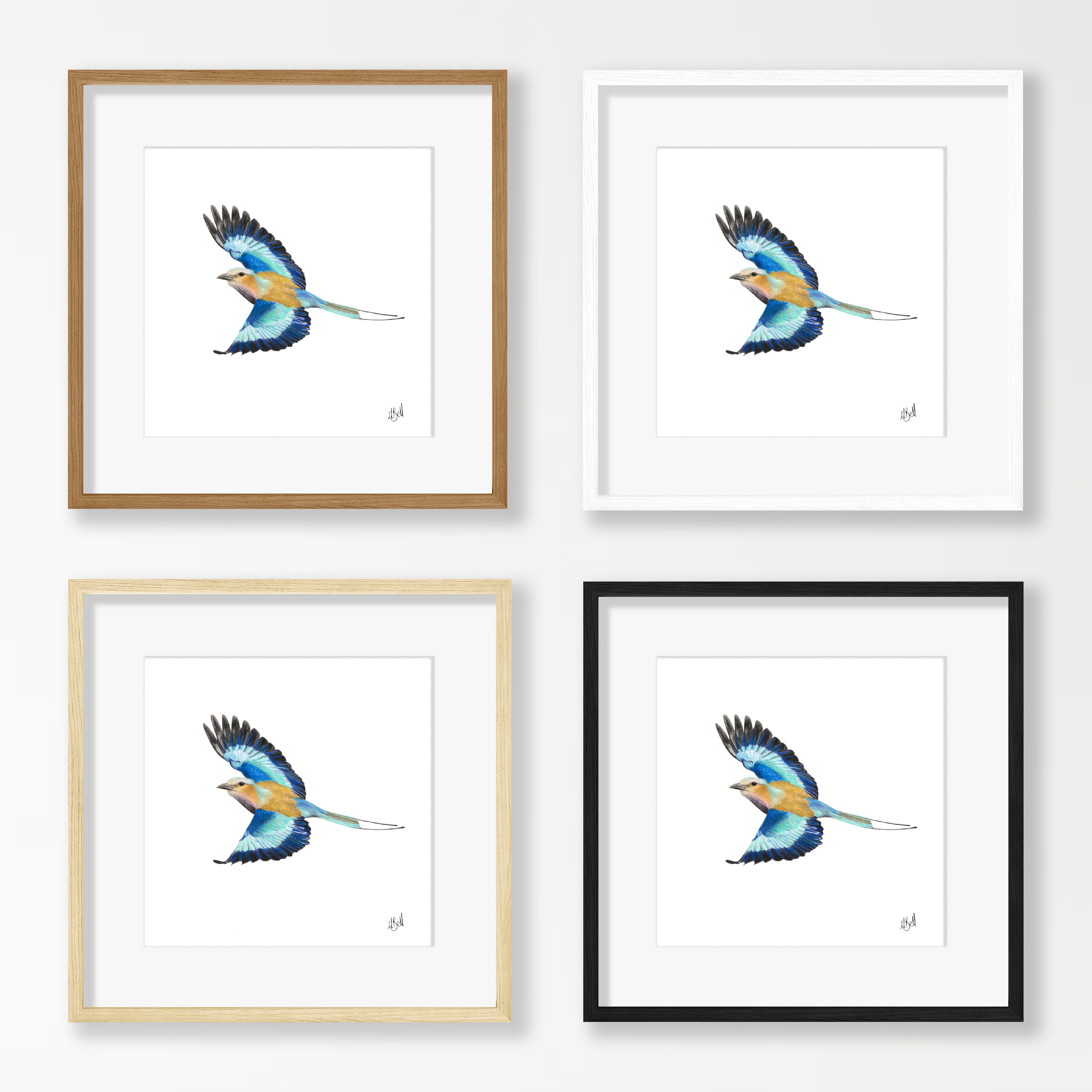 Lilac Breasted Roller - LBR7