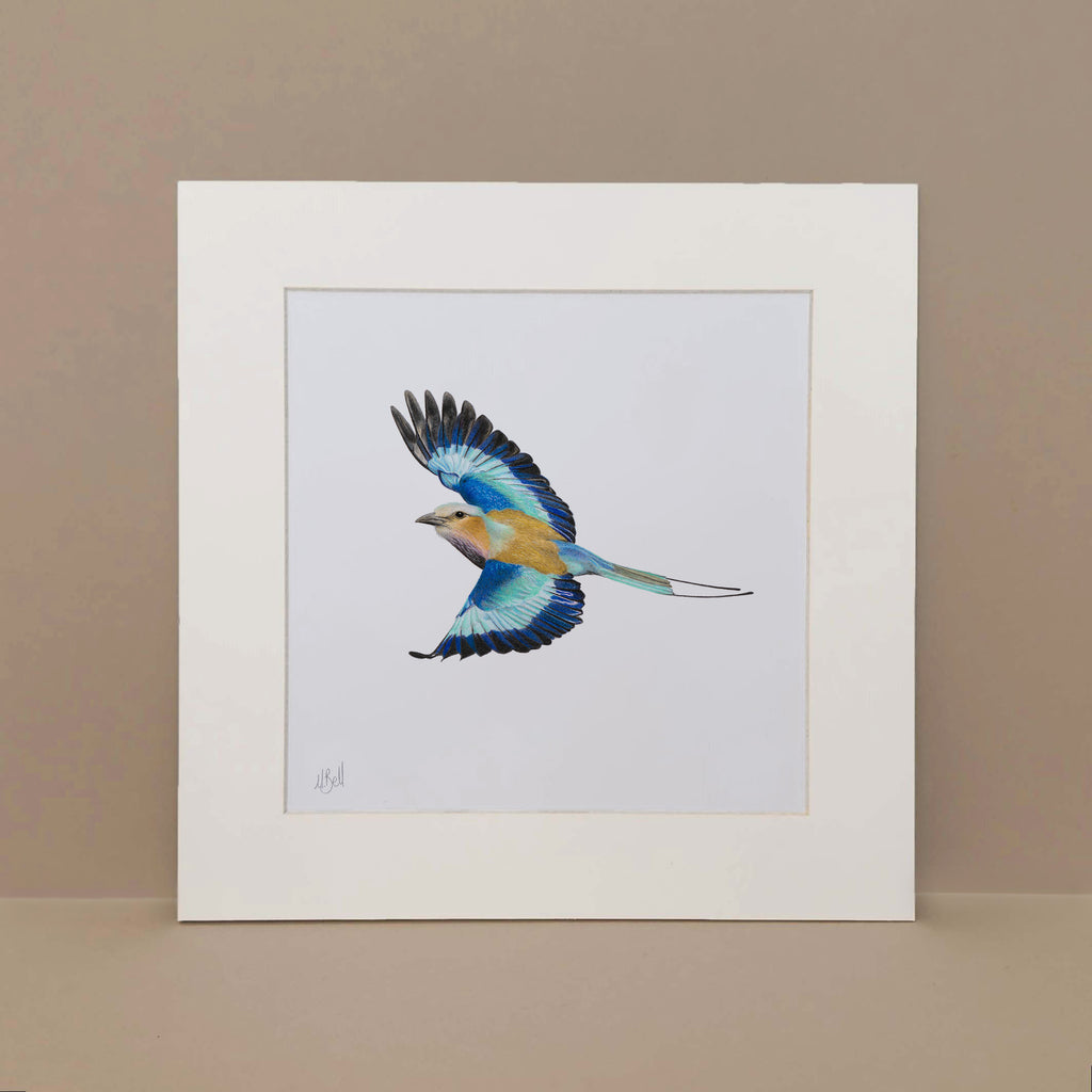 Lilac Breasted Roller pencil drawing art with frame