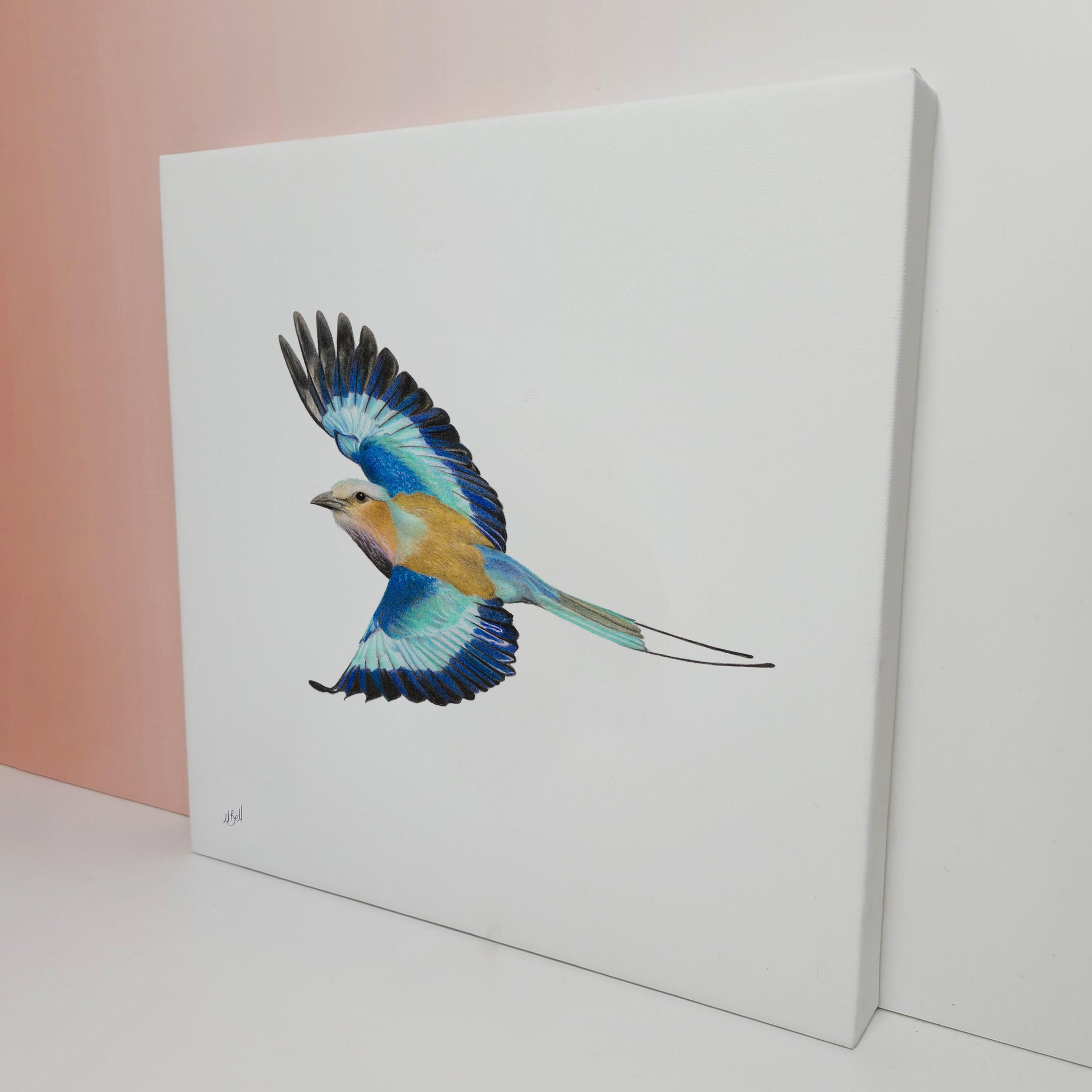 South African bird artwork on canvas, stretched on wooden frame by wildlife artist Matthew Bell of a Lilac Breasted Roller