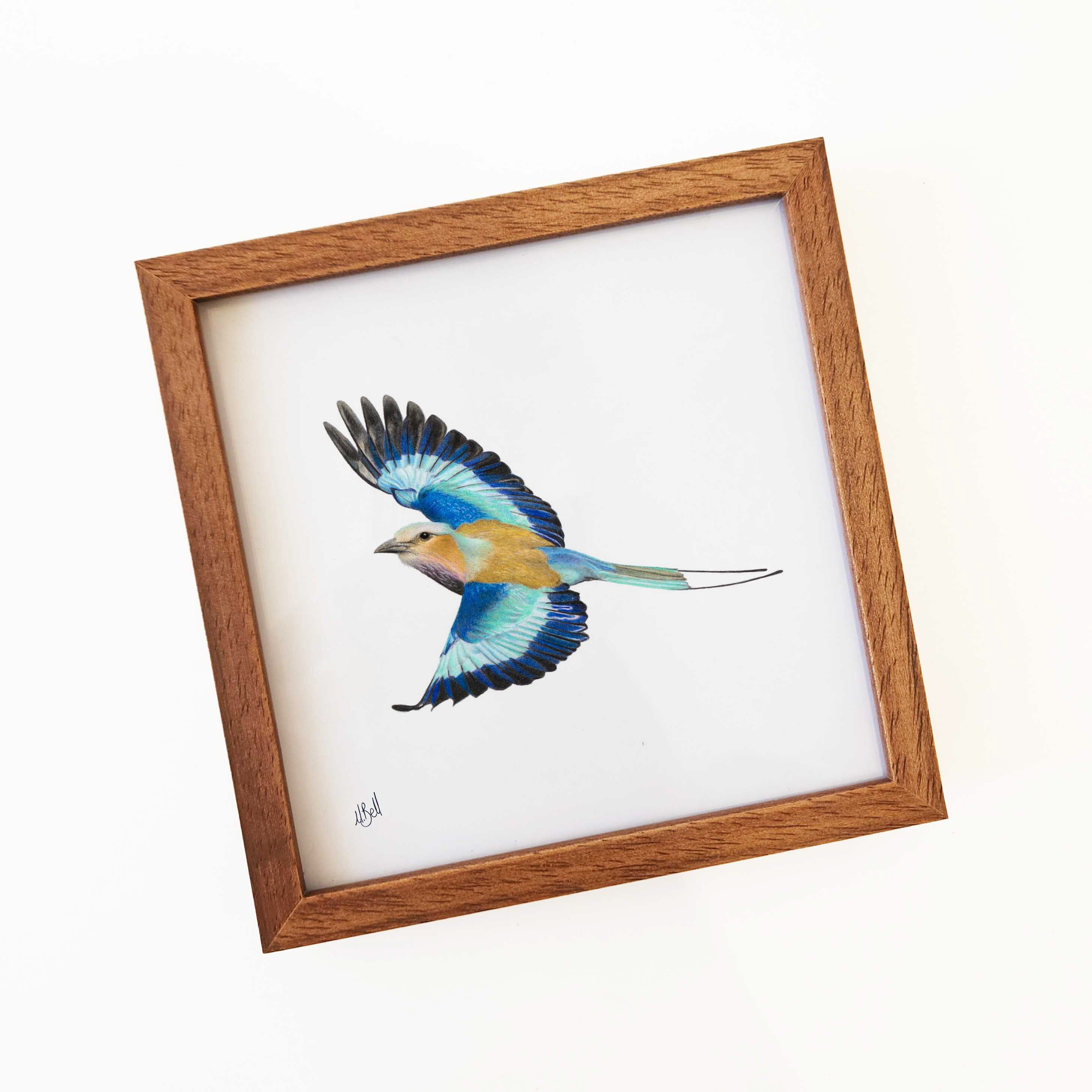 Kiaat wood framed miniature artwork of a Lilac Breasted Roller part of wildlife artist Matthew Bell's birds of South Africa gallery