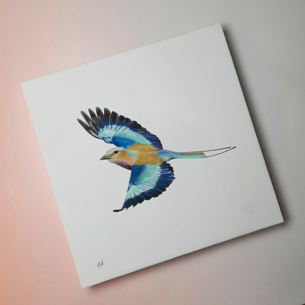 South African bird artwork on canvas, stretched on wooden frame by wildlife artist Matthew Bell of a Lilac Breasted Roller