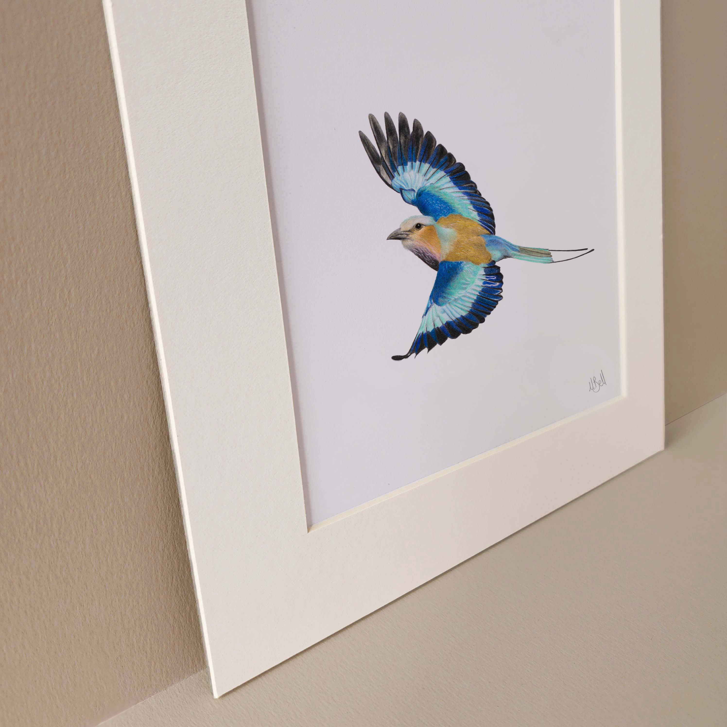 Lilac Breasted Roller pencil drawing art with frame