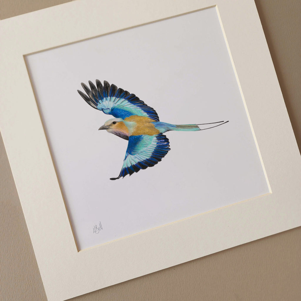 Lilac Breasted Roller pencil drawing art with frame