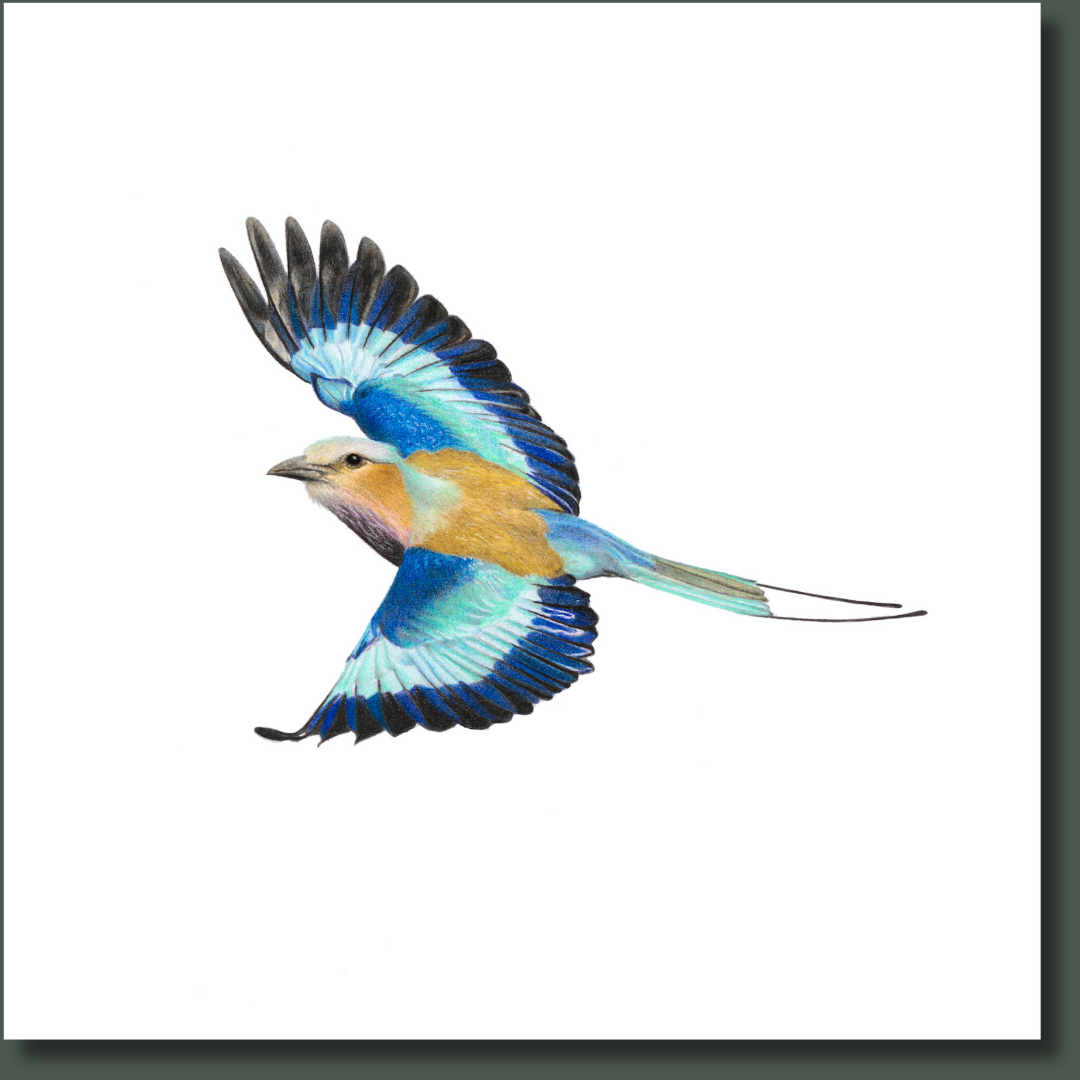 Lilac Breasted Roller (LBR7) on Canvas