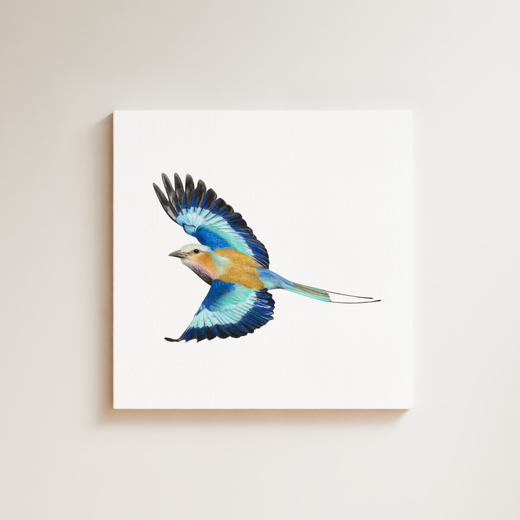 Lilac Breasted Roller drawing on canvas by South African wildlife artist Matthew Bell