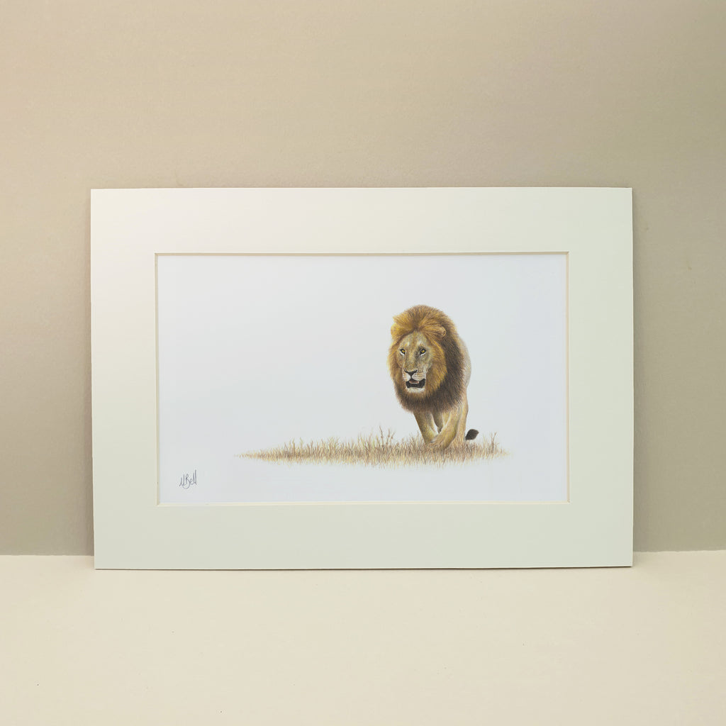 Kalahari male lion pencil artwork