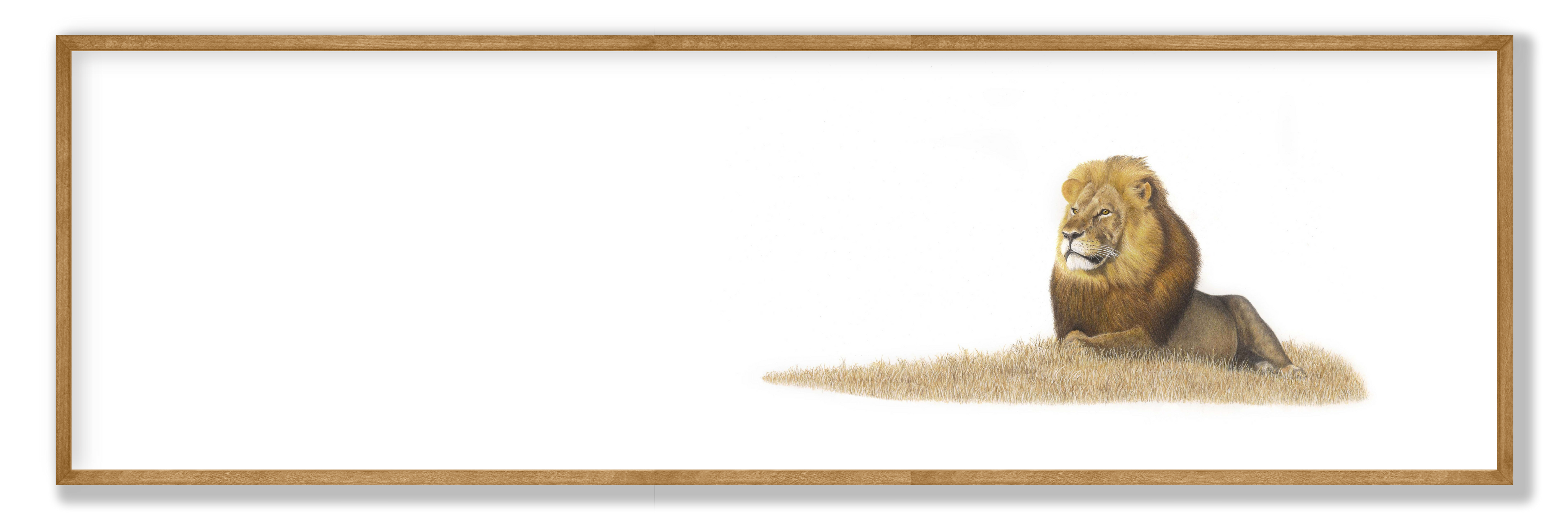Male Lion Panorama