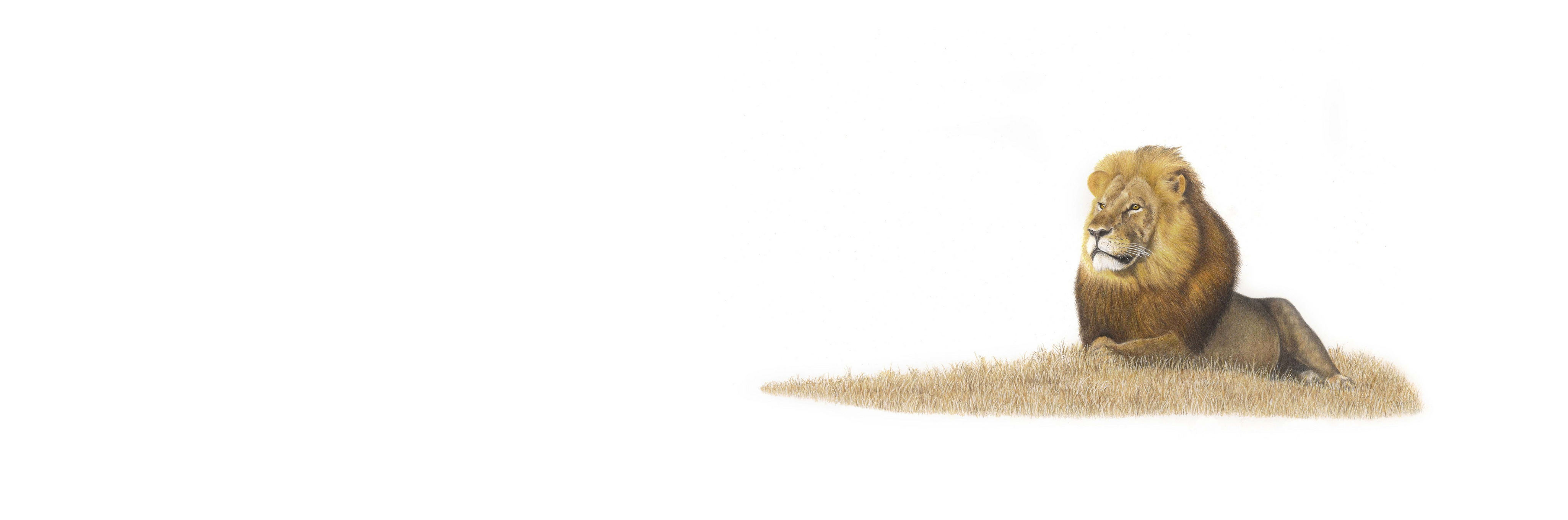 Male Lion Panorama