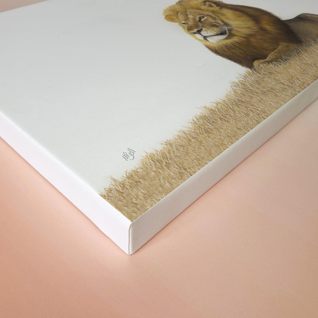 Male Lion in the grass canvas print