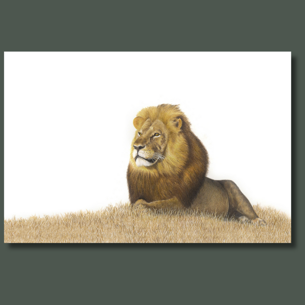 Male Lion in the grass canvas print