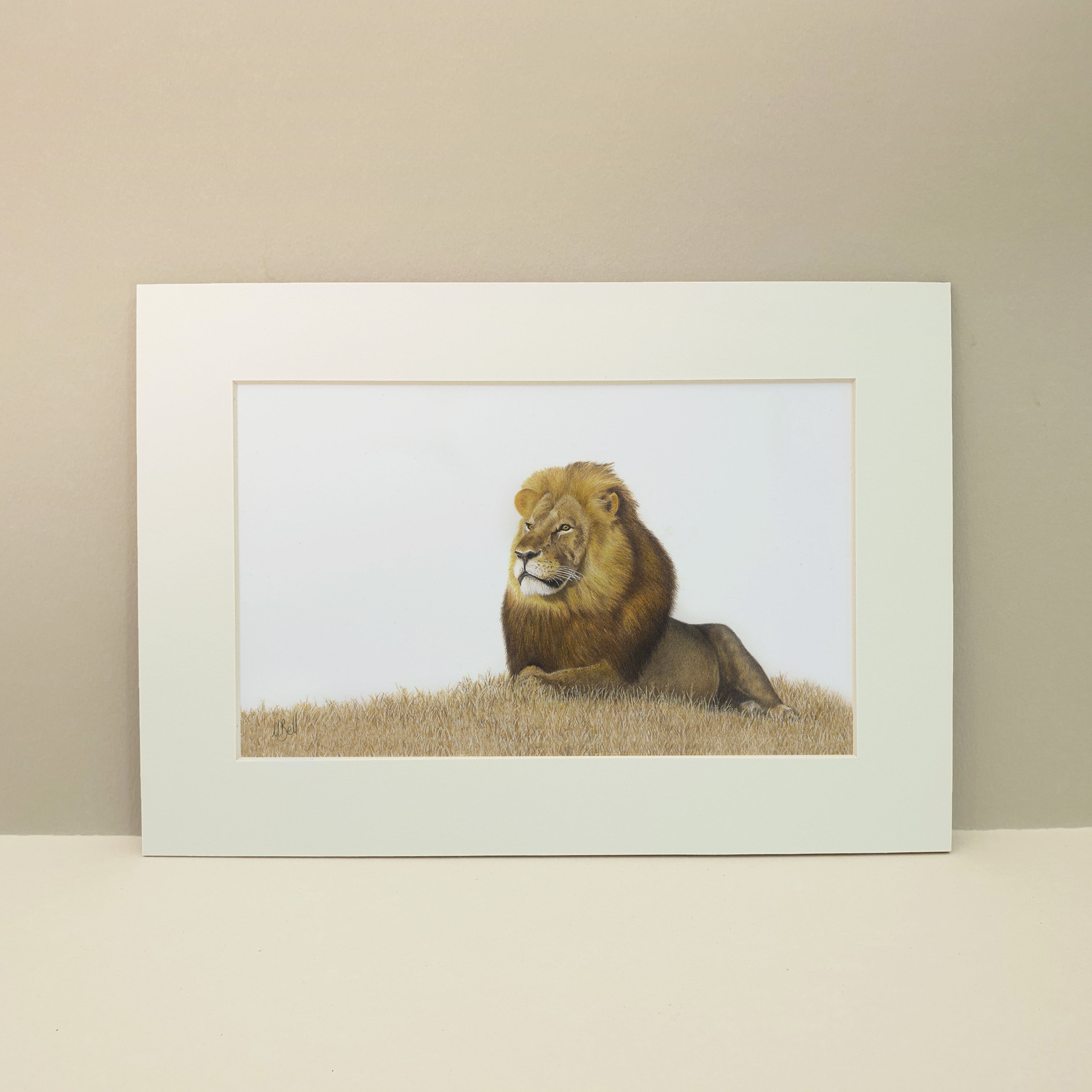 Male lion pencil art print by Matthew Bell