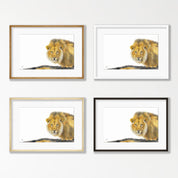 Male Lion - LN4