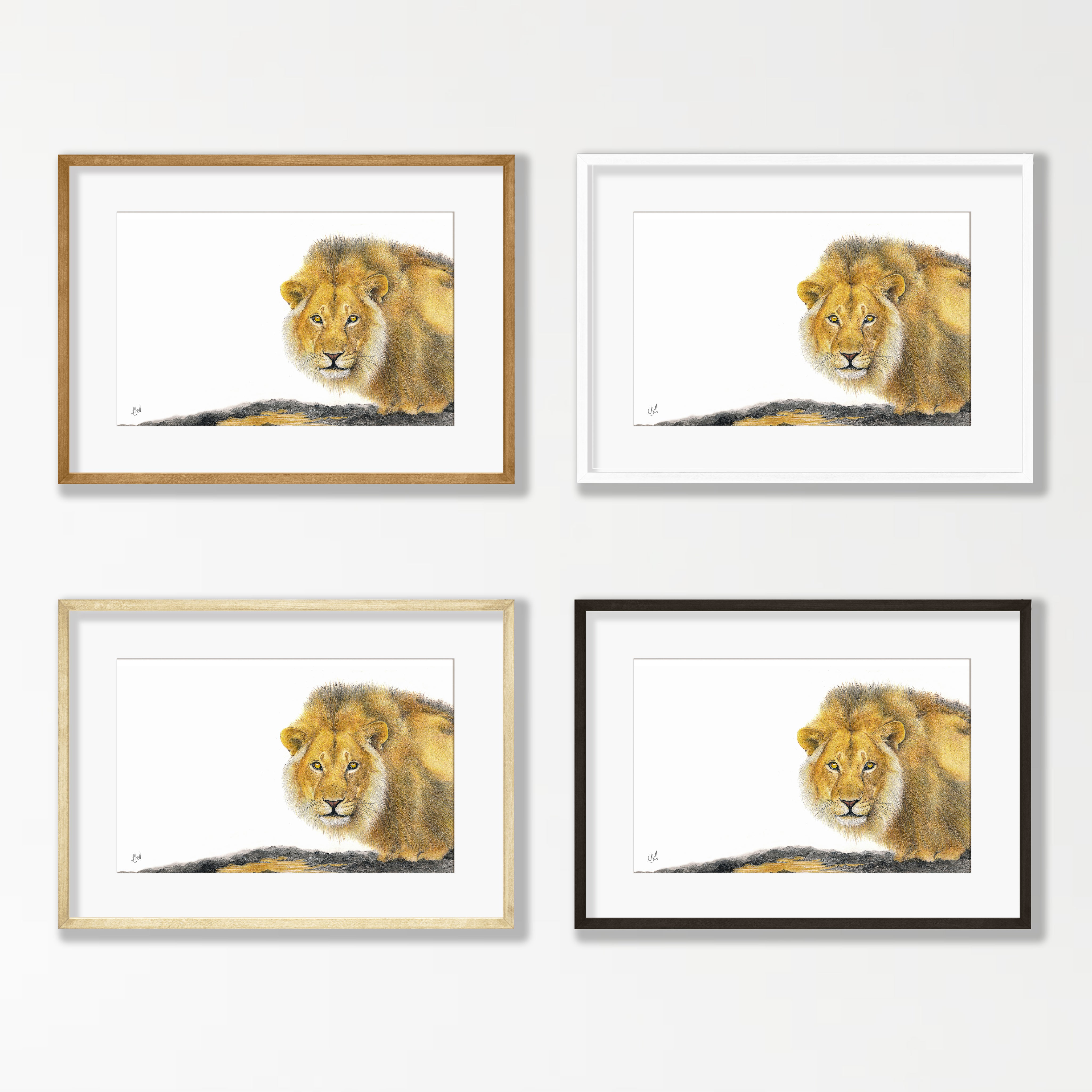 Male Lion - LN4