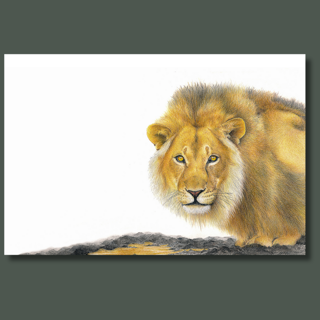 Male Lion drinking at a watering whole in Etosha canvas art print