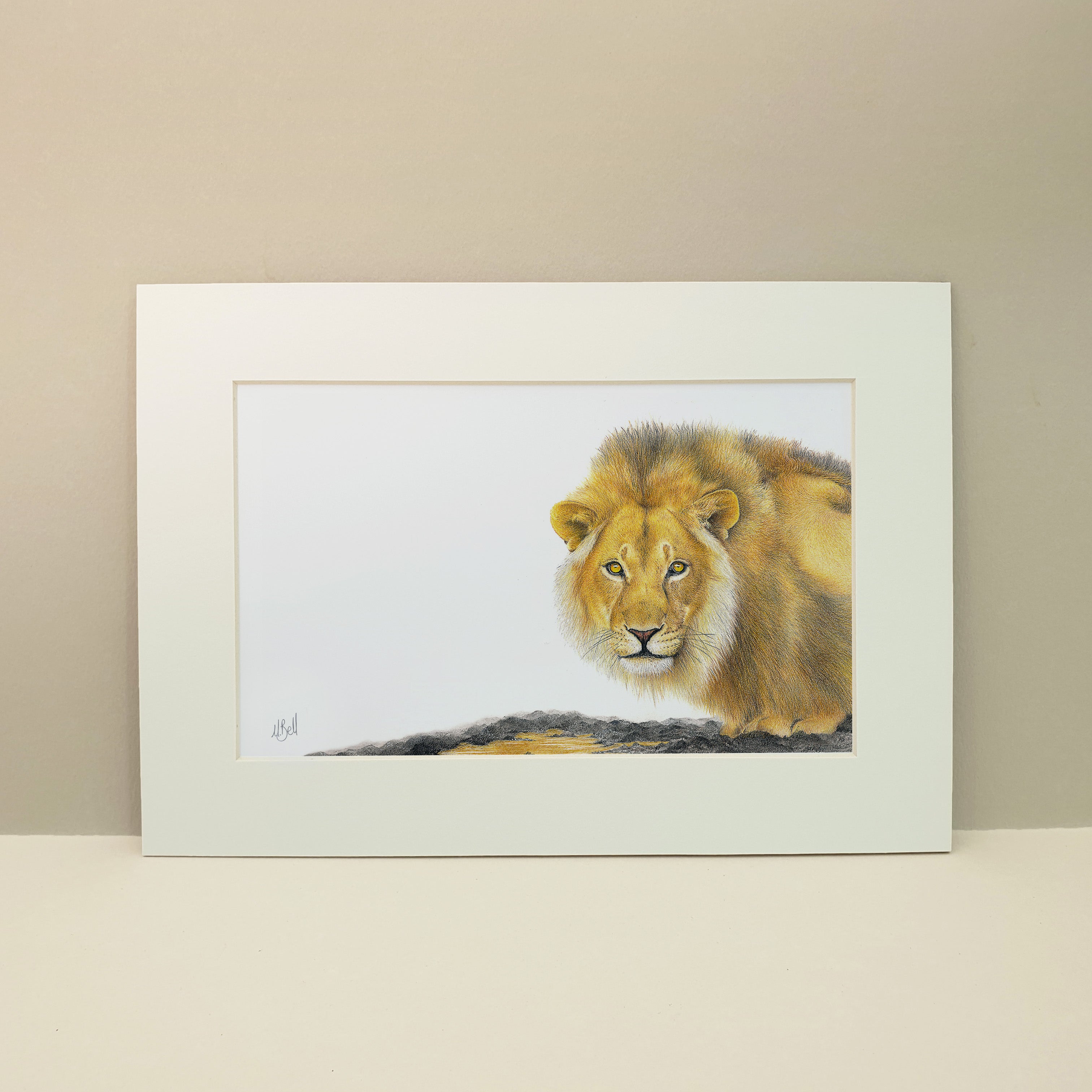 Male lion drinking at a watering hole in the evening sunlight