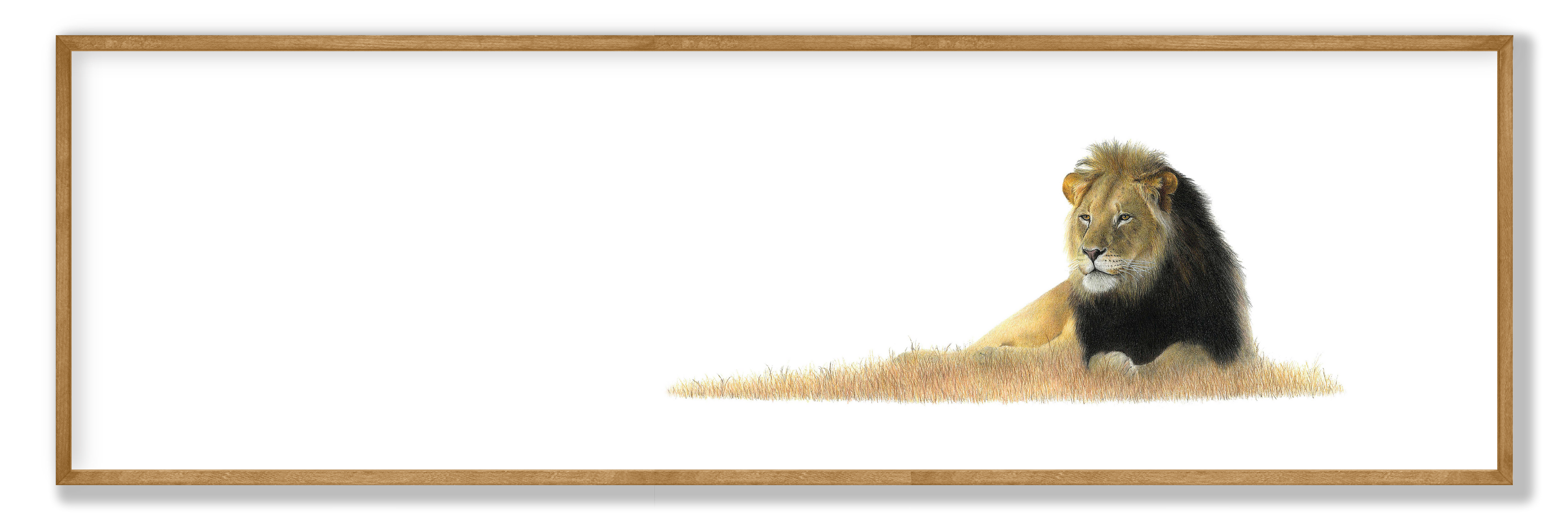 Male Lion Panorama