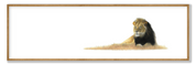 Male Lion Panorama