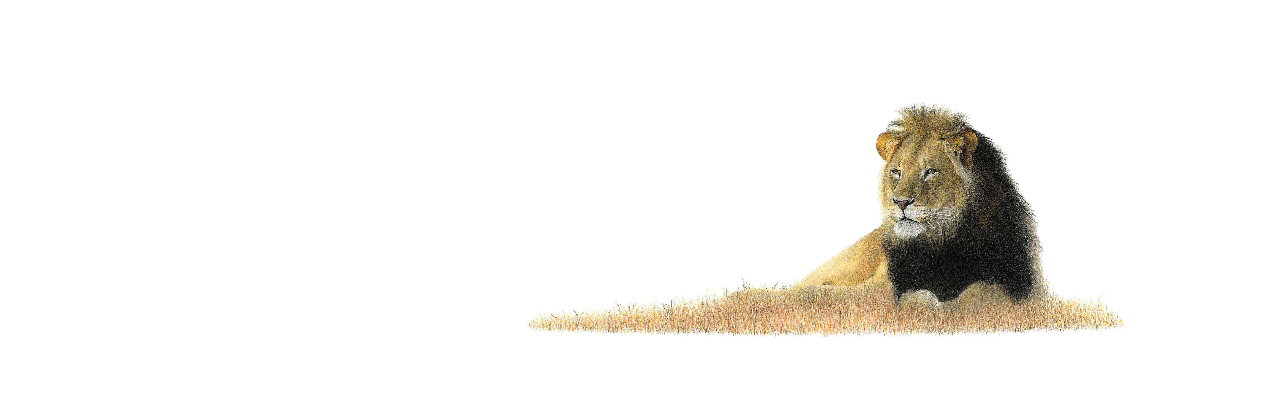 Male Lion Panorama