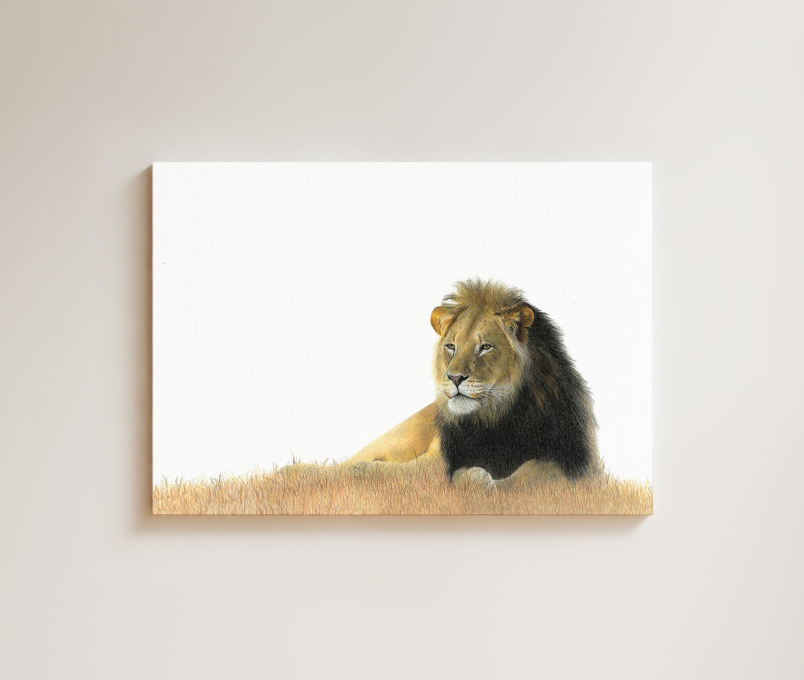 Male Lion drawing on canvas by South African wildlife artist Matthew Bell