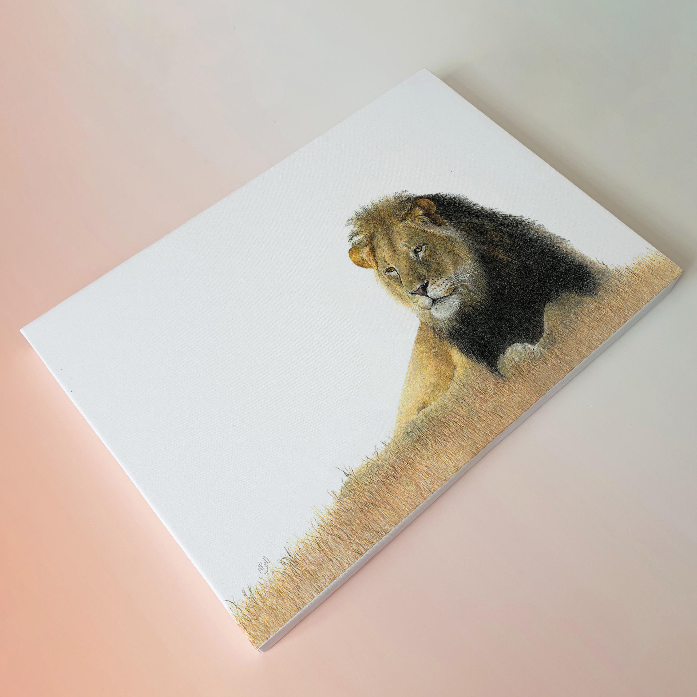 Male black mane Kalahari lion wildlife art print on canvas