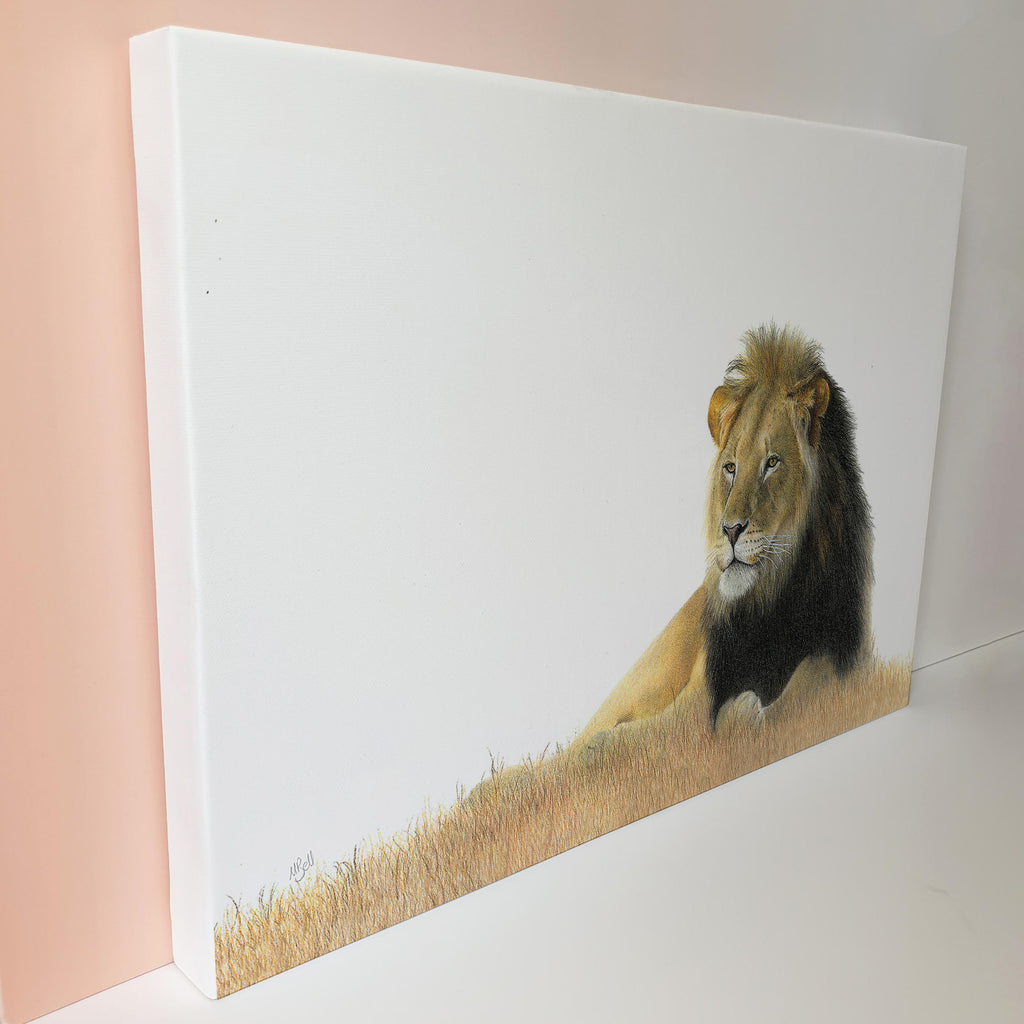 Male black mane Kalahari lion wildlife art print on canvas