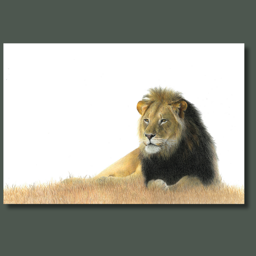 Male black mane Kalahari lion wildlife art print on canvas