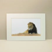 Male Lion lying in the grass in the Kalahari Game Reserve in Botswana