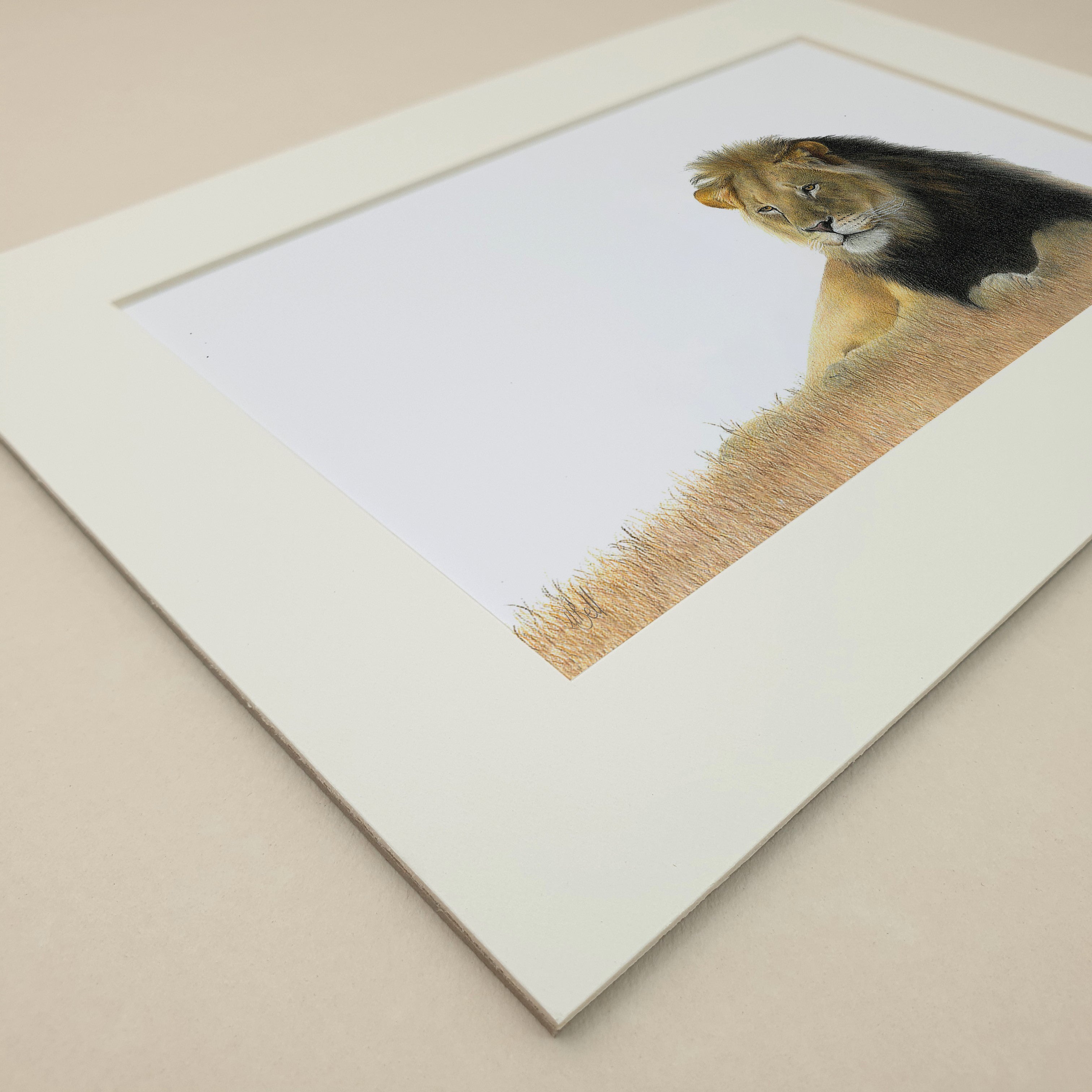 Male Lion lying in the grass in the Kalahari Game Reserve in Botswana